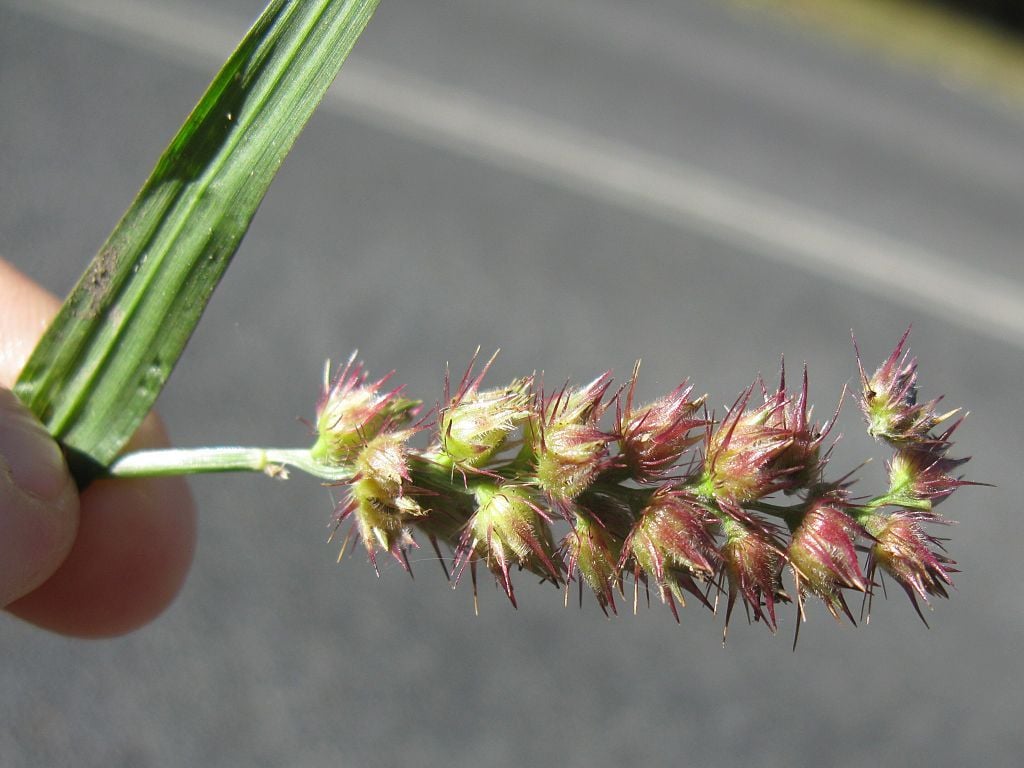 Burr grass deals